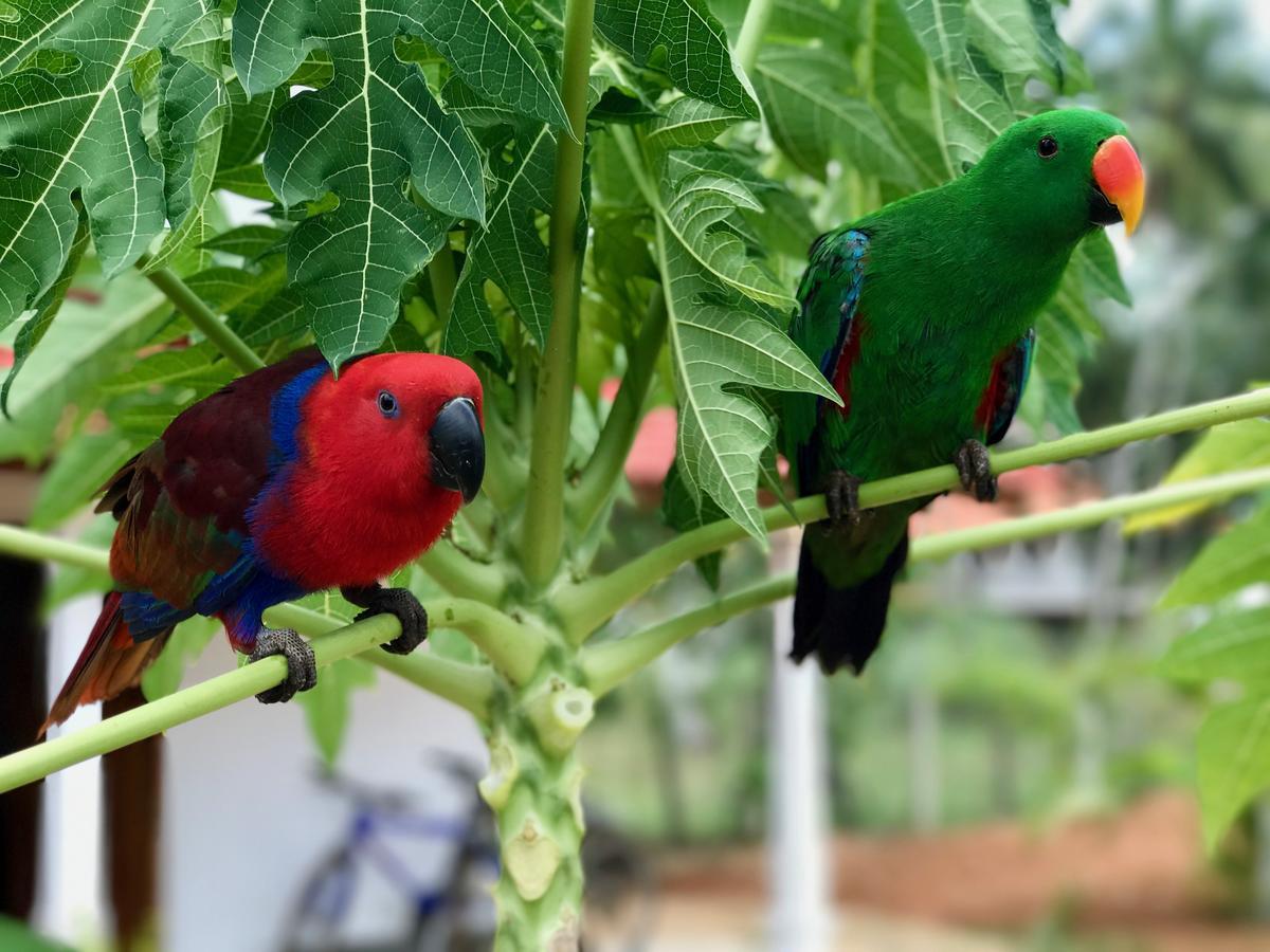 Green Parrot Beach Resort Тангале Екстериор снимка